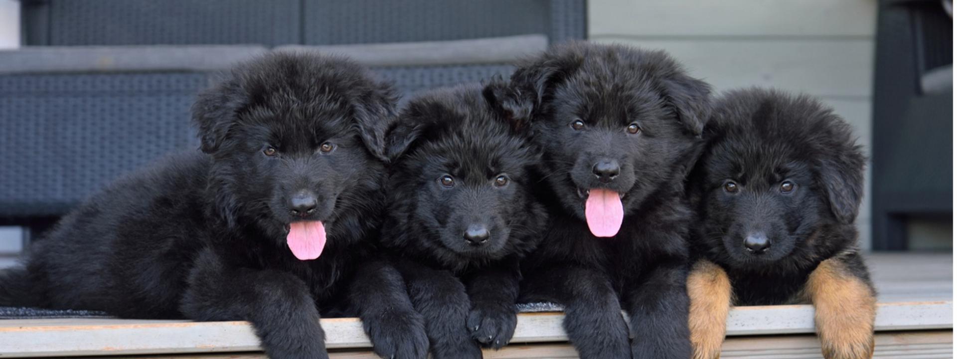 A group of black puppies, Safe and Sound: Preventing and Treating Parvo in Puppies