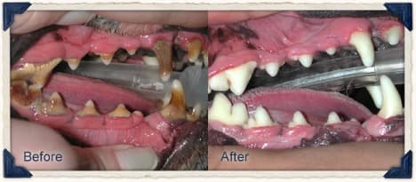 an example of before and after pictures of professional dental cleaning