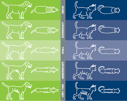 A chart of different weight representations for dogs and cats, How to tell if your pet is overweight