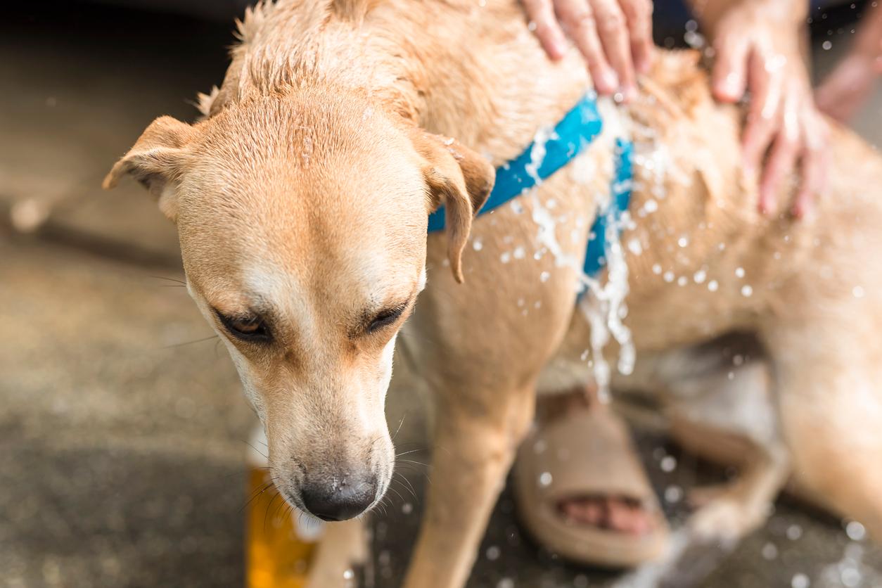 dog being splashed with water, Beat the Heat