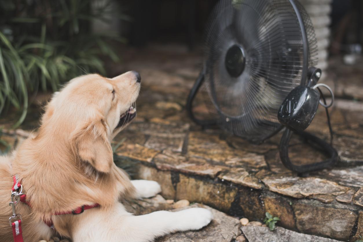 A dog lying in front of a fan to cool off, Beat the Heat