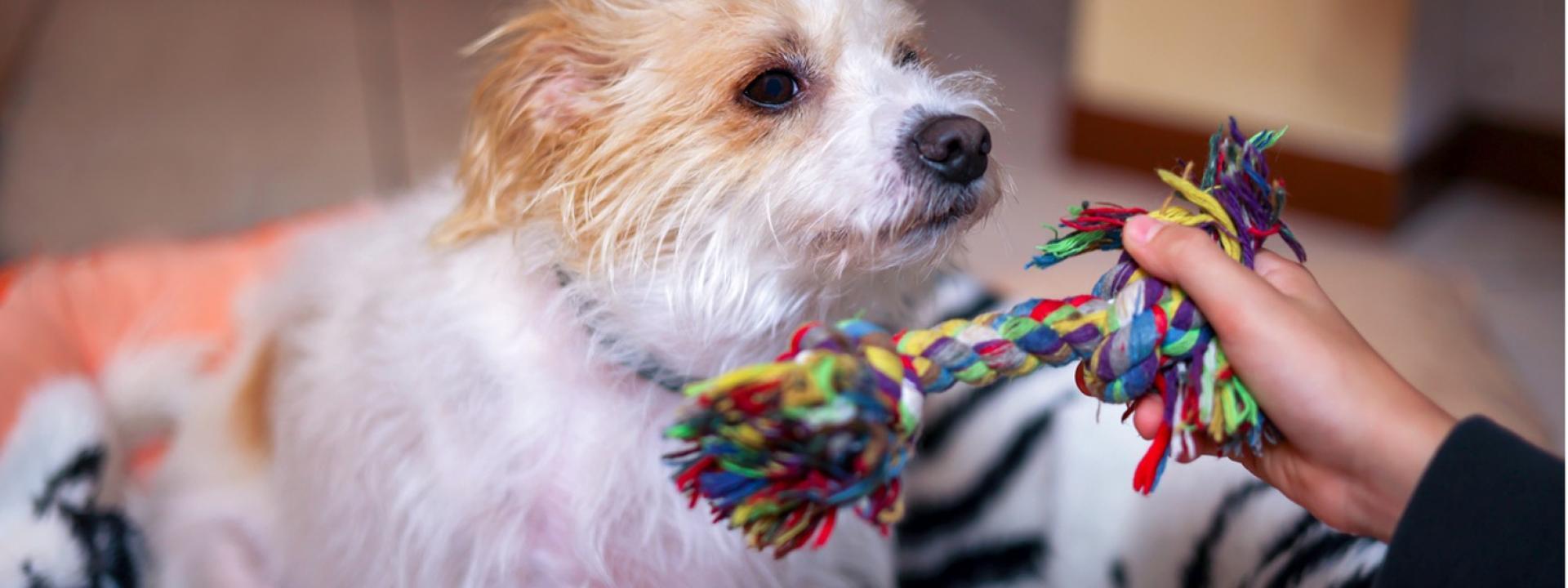A dog playing with a toy, DIY Christmas Gifts for Pets