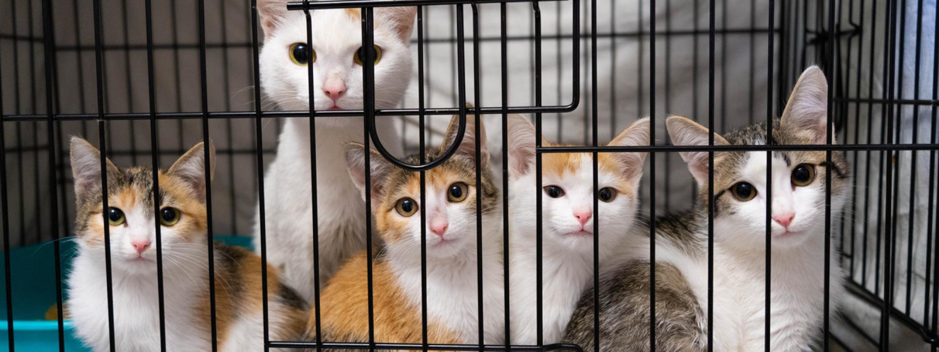A group of kittens in a cage