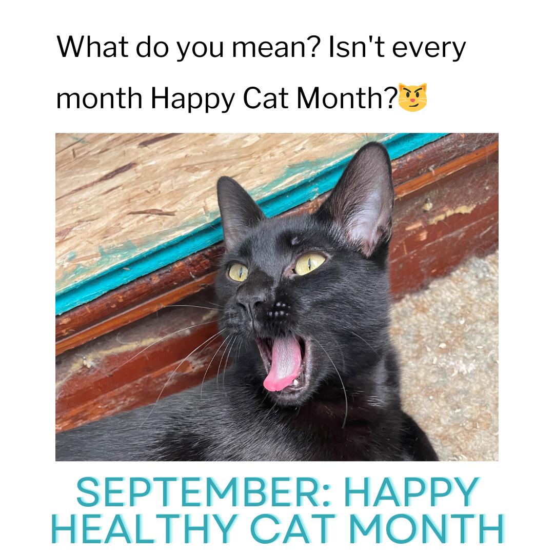 Happy Healthy Cat Month