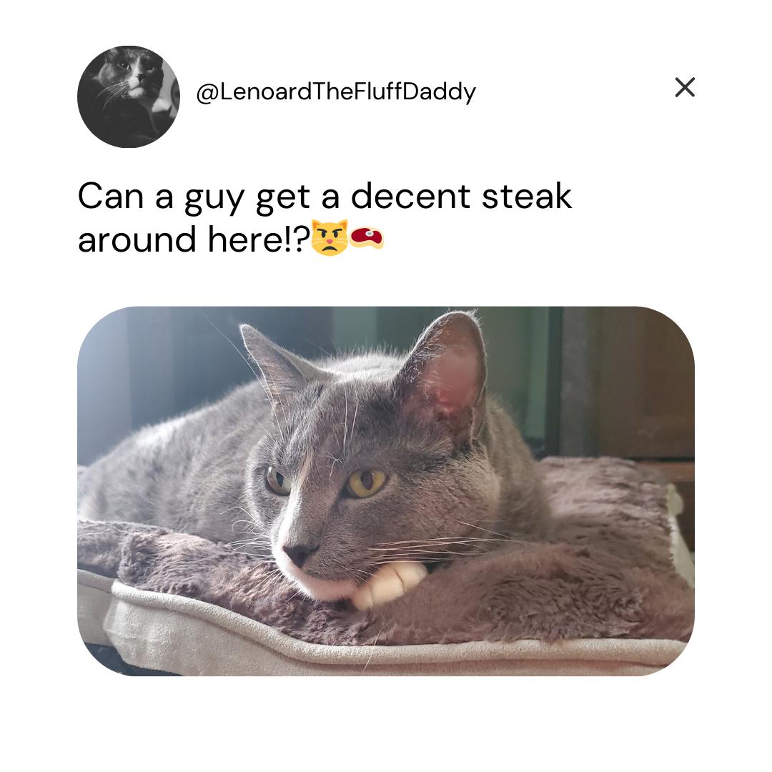 Hungry cat