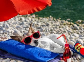 Beat the Heat: Keeping Your Pets Cool in Hot Weather