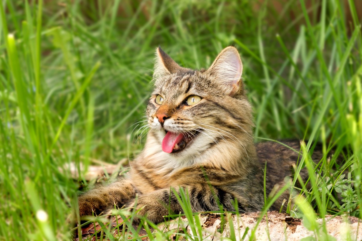 A cat lying in the grass panting, Beat the Heat