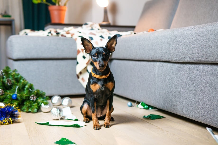 A dog sitting on the floor