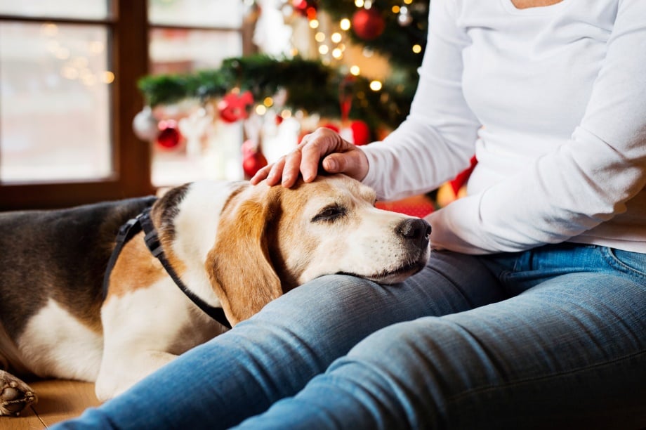 a person petting a dog with its head on their knee