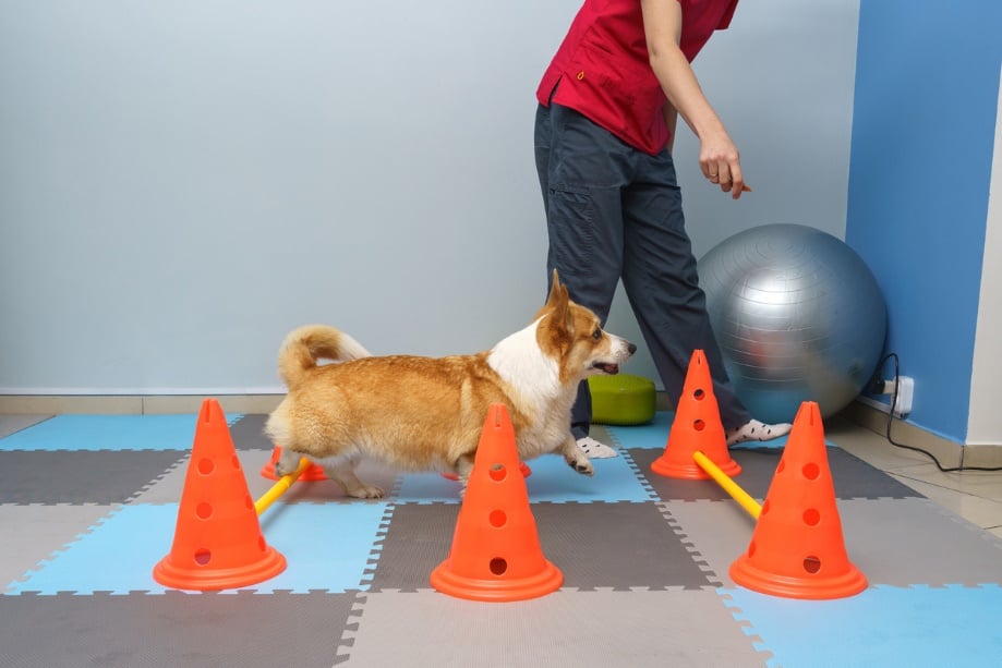 Dog moving through an obstable course