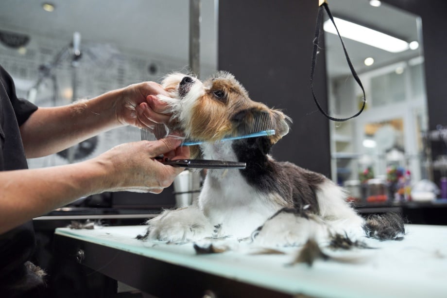 dog being groomed