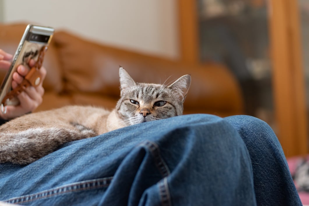 a cat laying comfortably on a humans lap