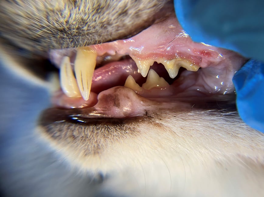 A close up of a dog's teeth