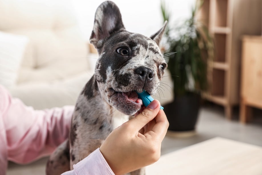 A dog chewing on a finger brush