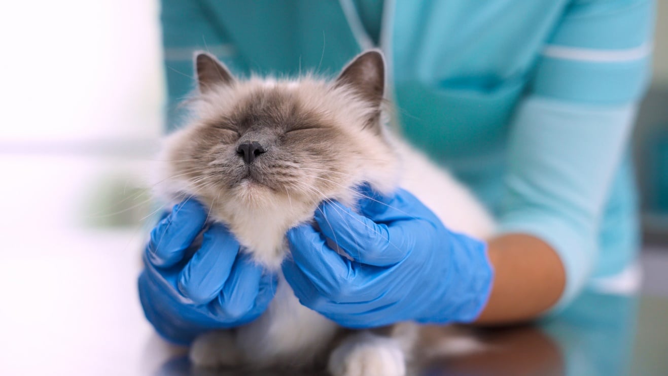 A person holding a cat gently