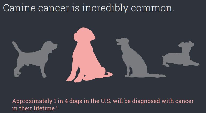 Canine Cancer