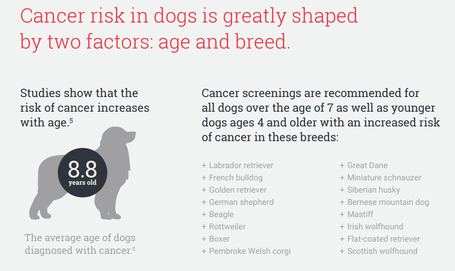 Dog Cancer Breeds