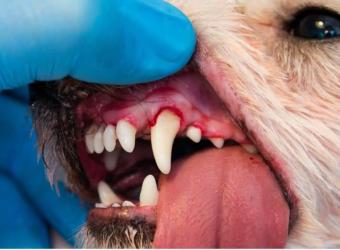 Dental Disease is a problem for many pets in the U.S.