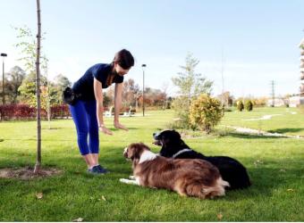 Dog Training - Helpful Tips for You