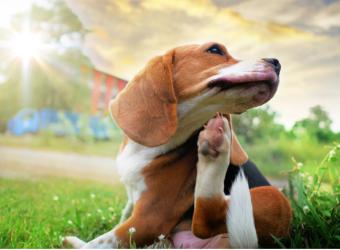 Say Goodbye to Pesky Pests: The Ultimate Guide to Flea and Tick Prevention