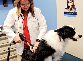 Veterinary Orthopedic Manipulation (VOM): Unleashing the Power of Healing