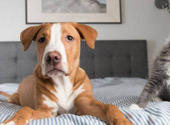 National Foster a Pet Month: 3 Ways to Celebrate and Why You Should