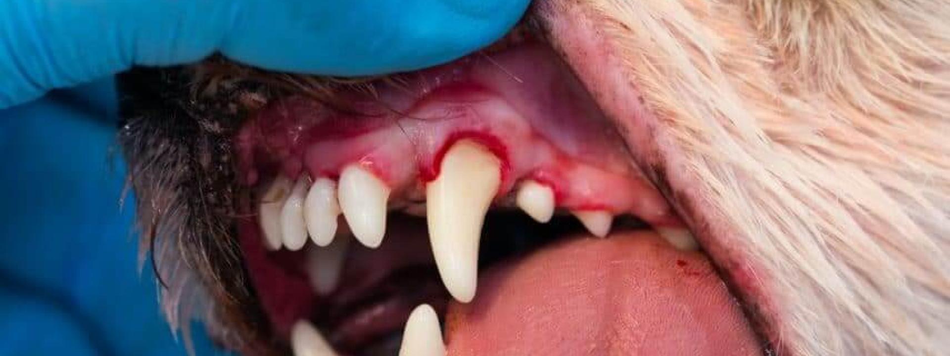 Dental_Disease 
