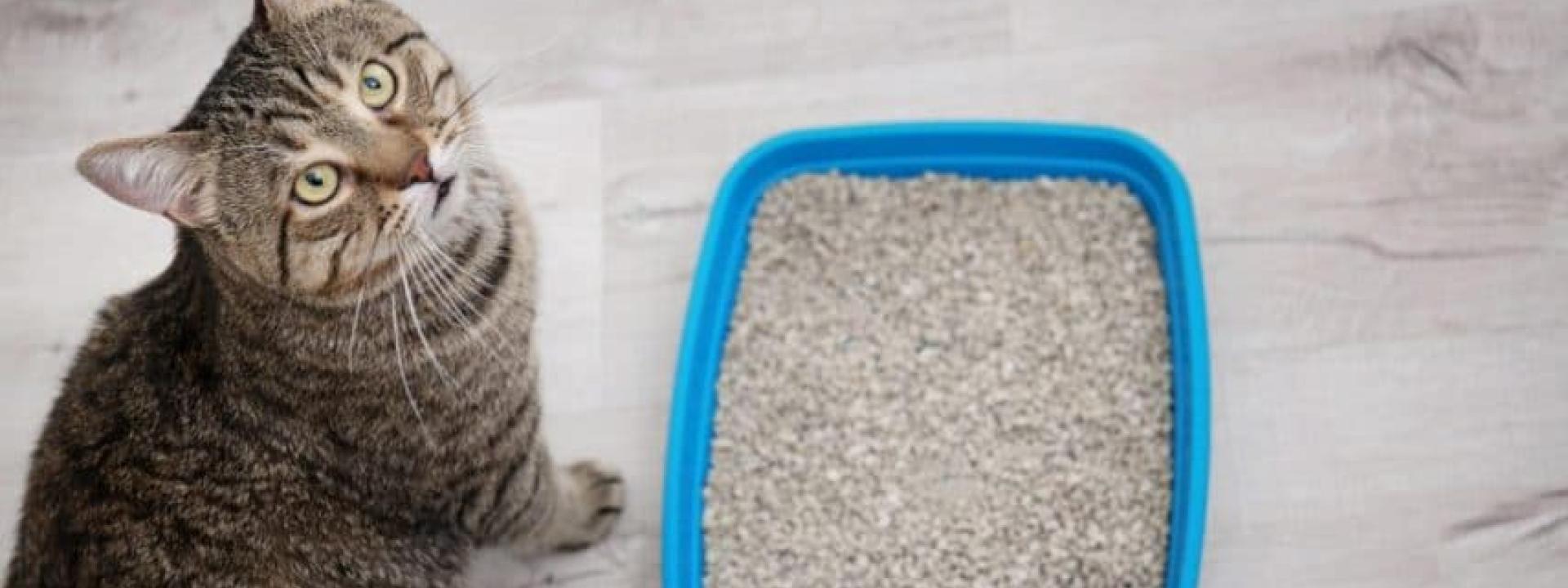 Why does my cat shop dig in her litter box