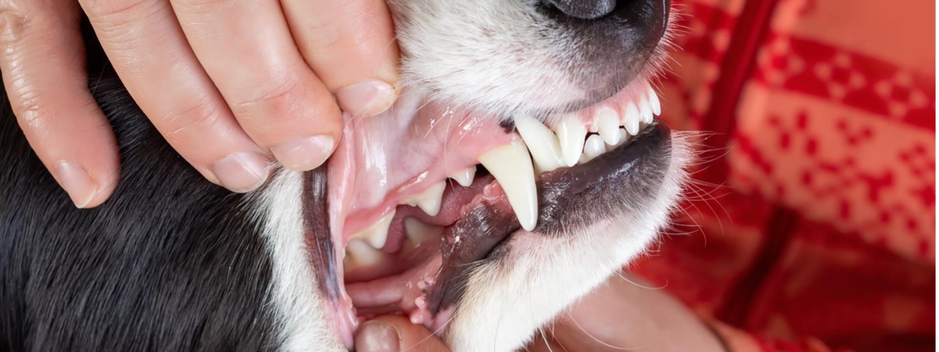 Professional and At Home Pet Teeth Cleaning