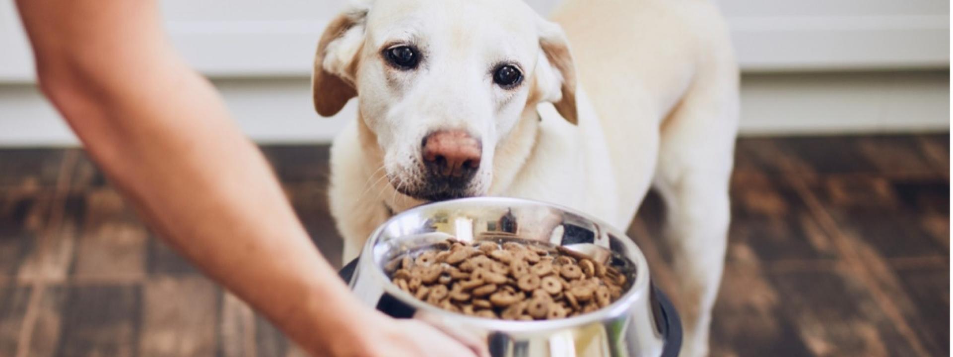 Picking the 2024 right dog food