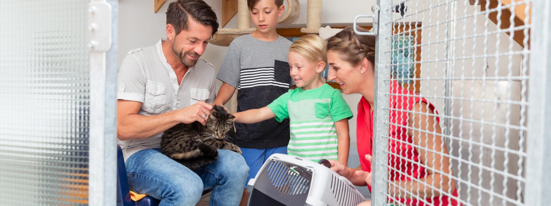 A group of people petting a cat, A Purr-fect Time to Adopt: Celebrating Adopt a Cat Month