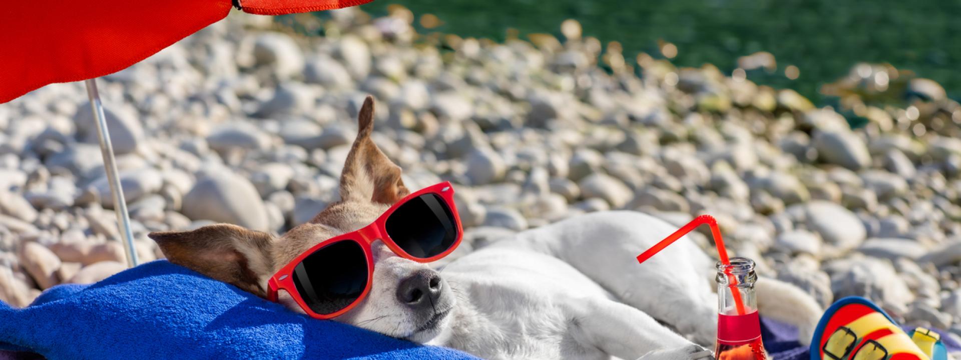 A dog lying on a towel under an umbrella, Beat the Heat: Keeping Your Pets Cool in Hot Weather