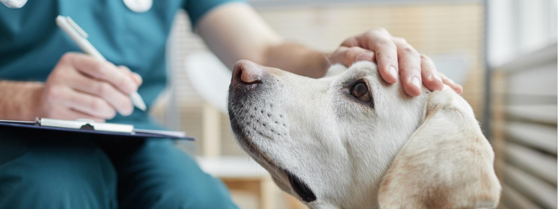 A Veterinarian pettng a dog