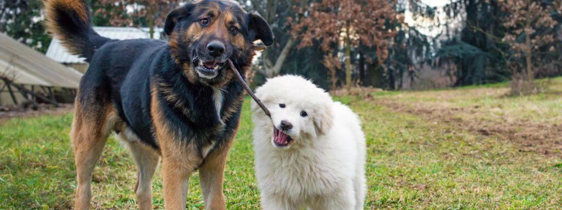 German Shepherd and Great Pyrenees playing at dog park