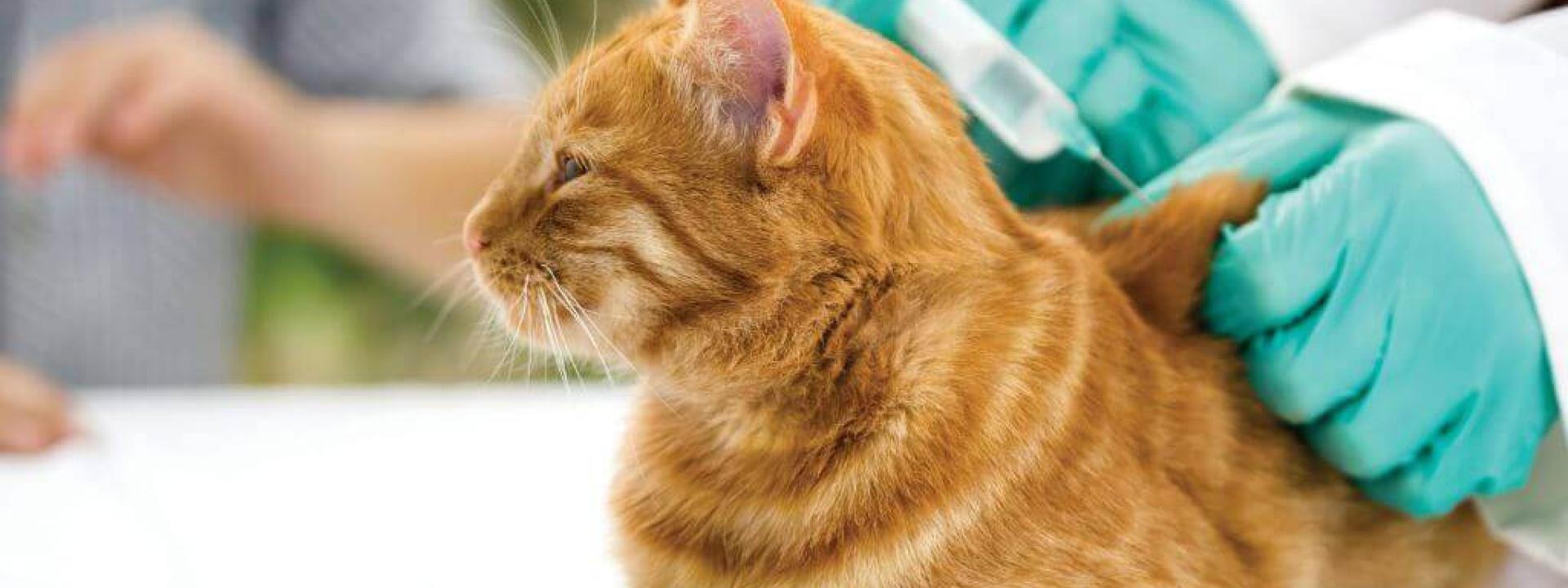 core and non-core vaccines for cats core and non-core vaccines for cats